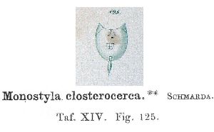 Schmarda, L K (1859): Neue wirbellose Thiere beobachtet und gesammelt auf einer Reise um die Erde 1853 bis 1857.  p.59, pl.14, fig.125